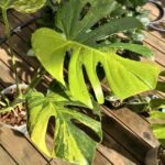 harupapa0331のアバター