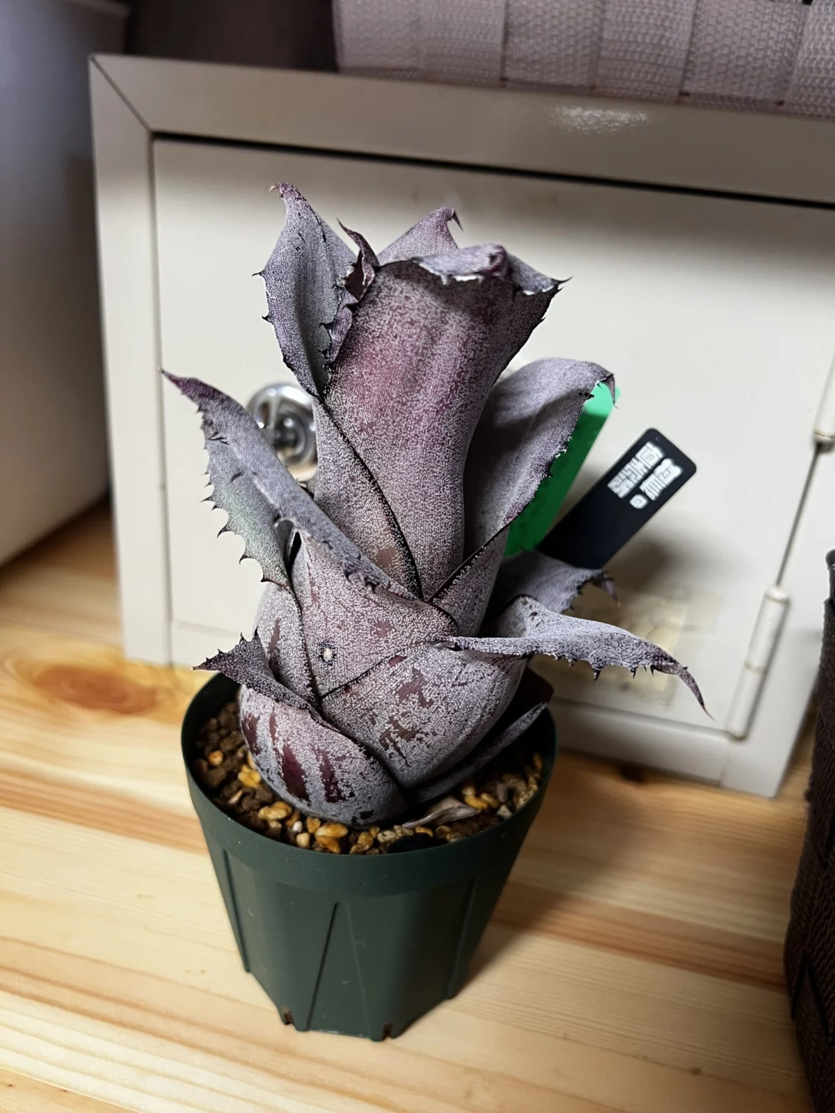 ホヘンベルギア　レオポルドホルスティ　ダンクローン