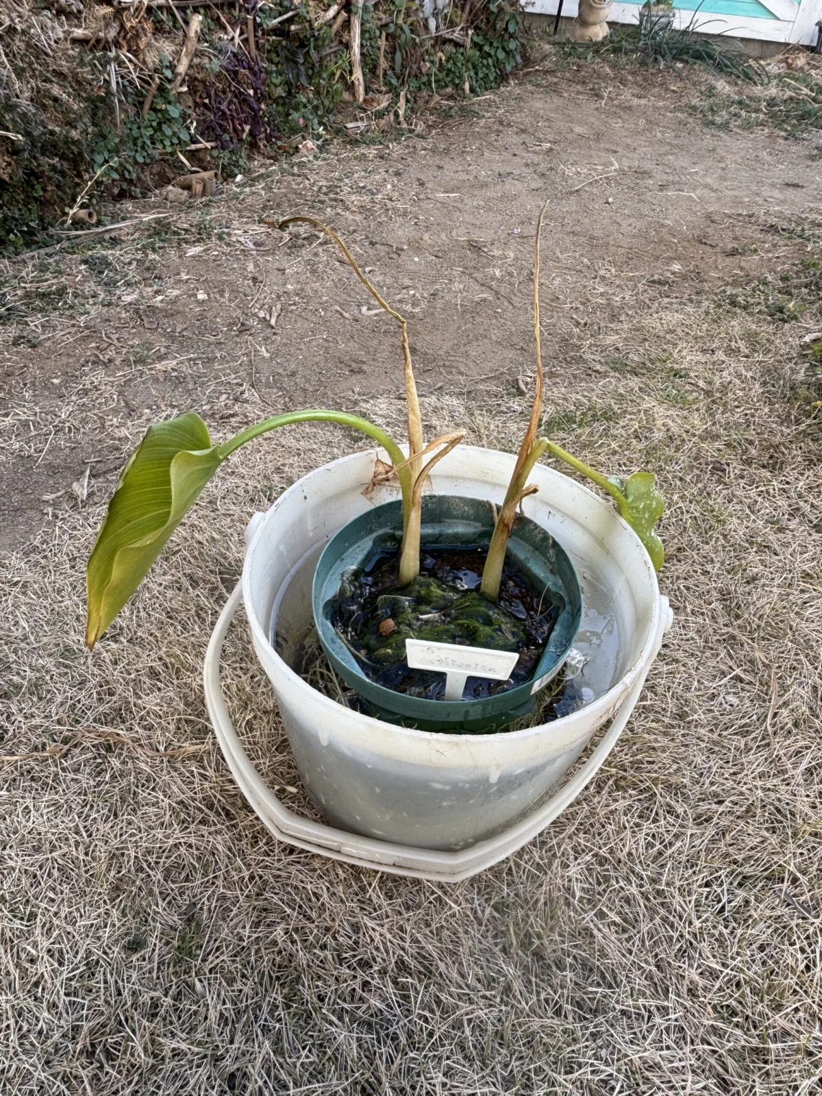 カラー　エチオピカ