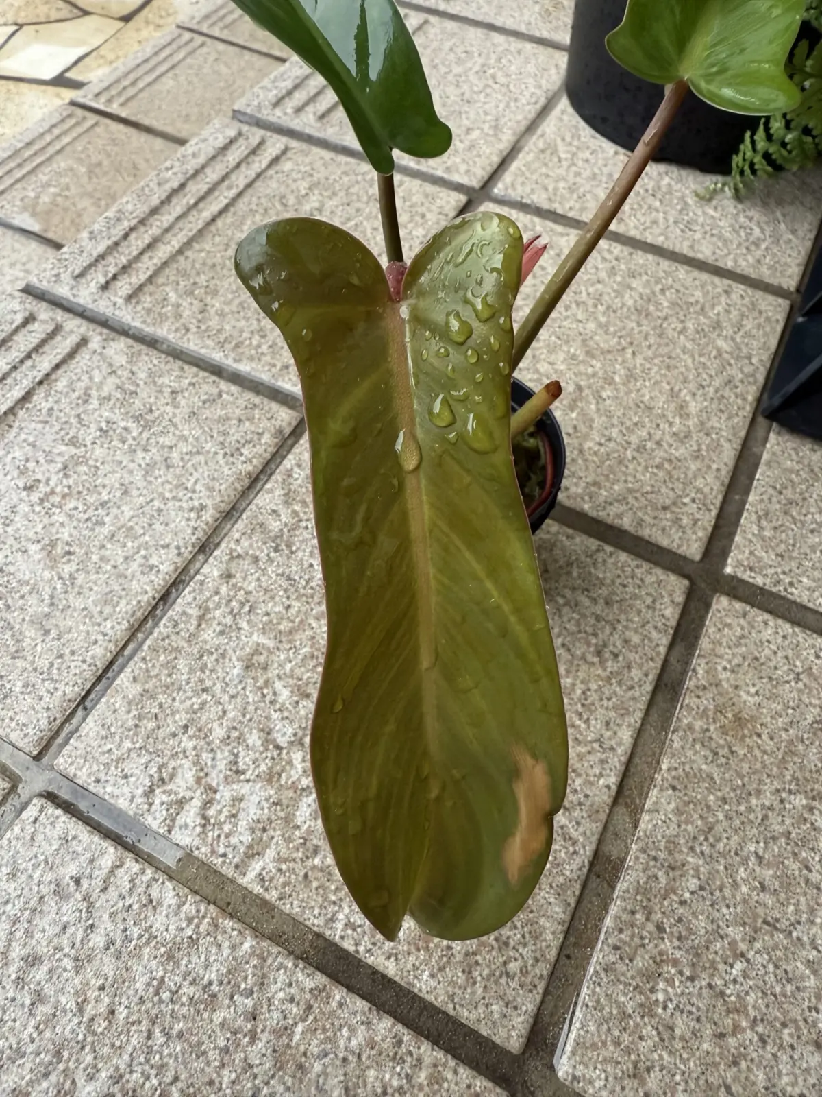 フィロデンドロン　フロリダブロンズ