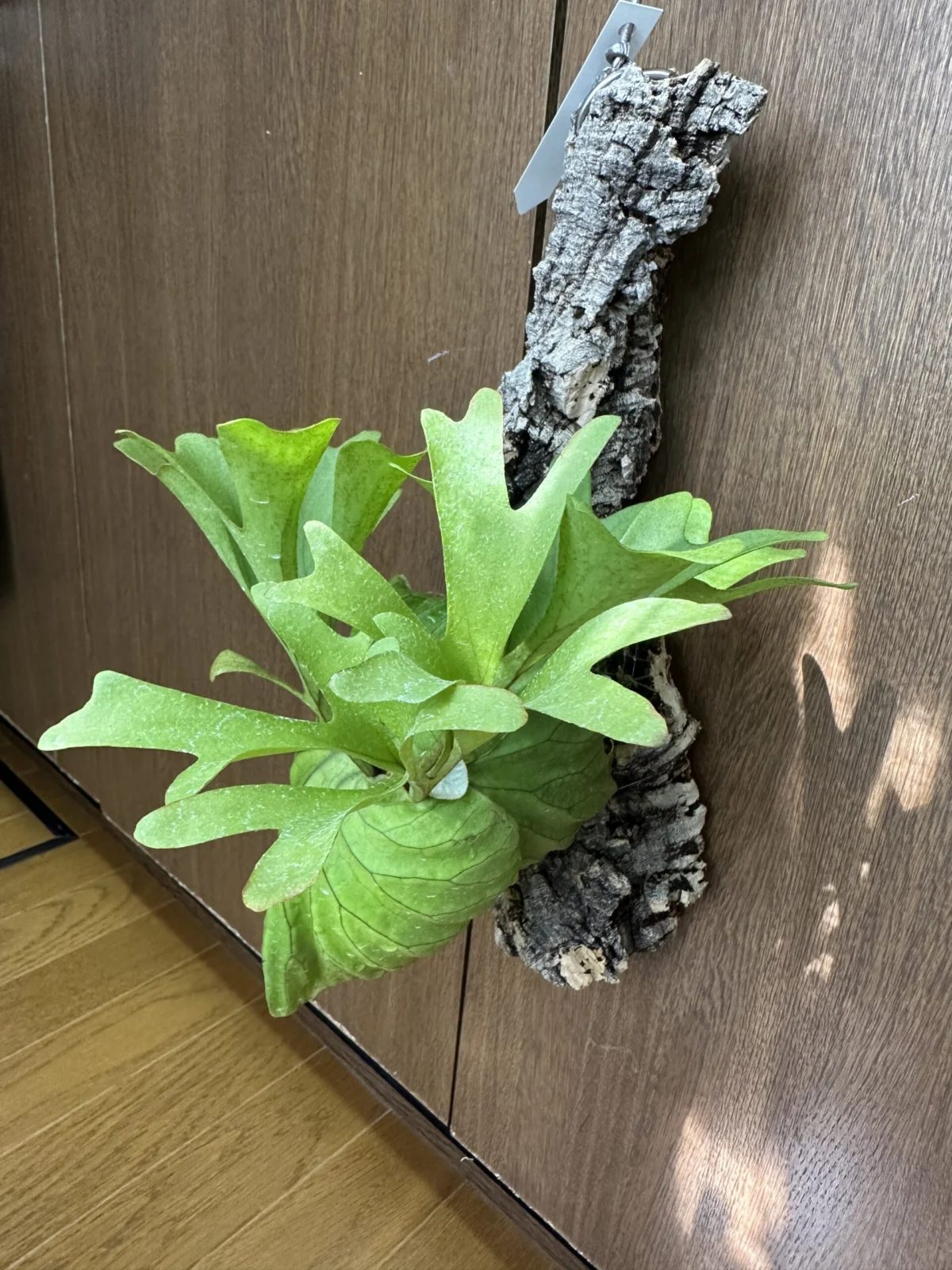 ビカクシダ　リドレイ