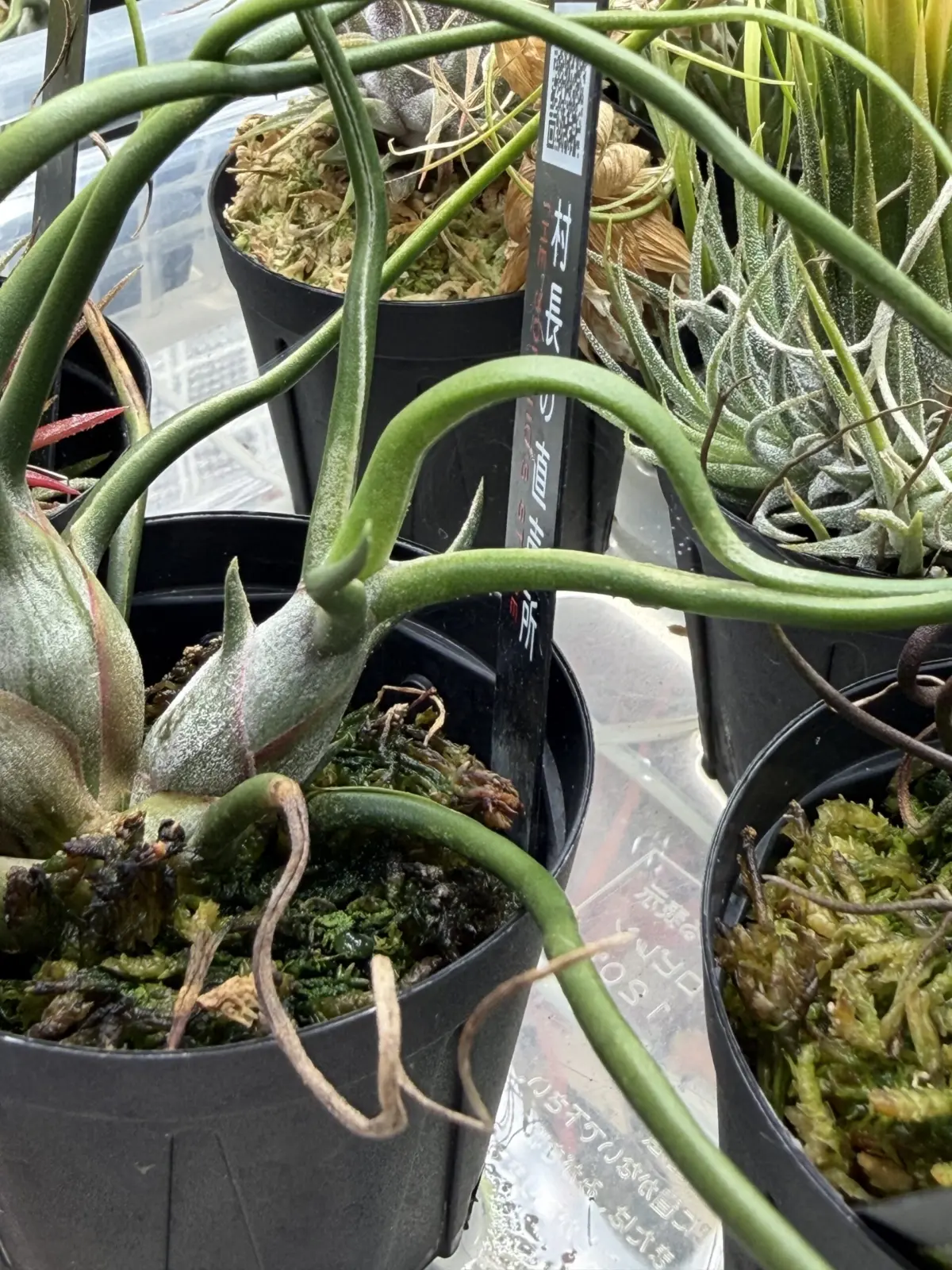 ティランジア　ブルボーサオレンジ　害虫　ハダニ