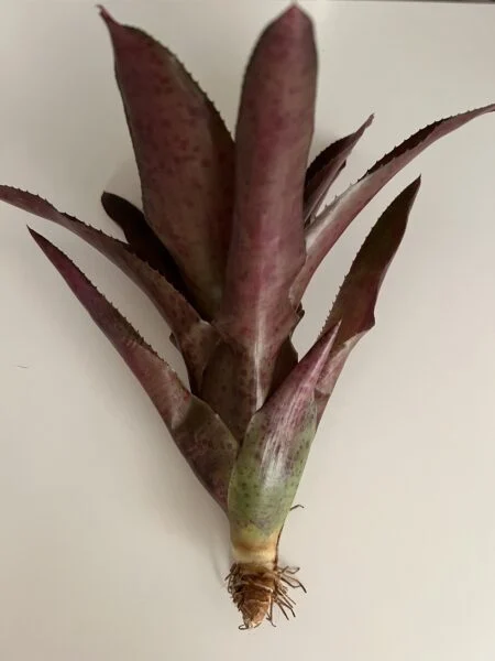 Neo.Passionate Purple　しば漬け