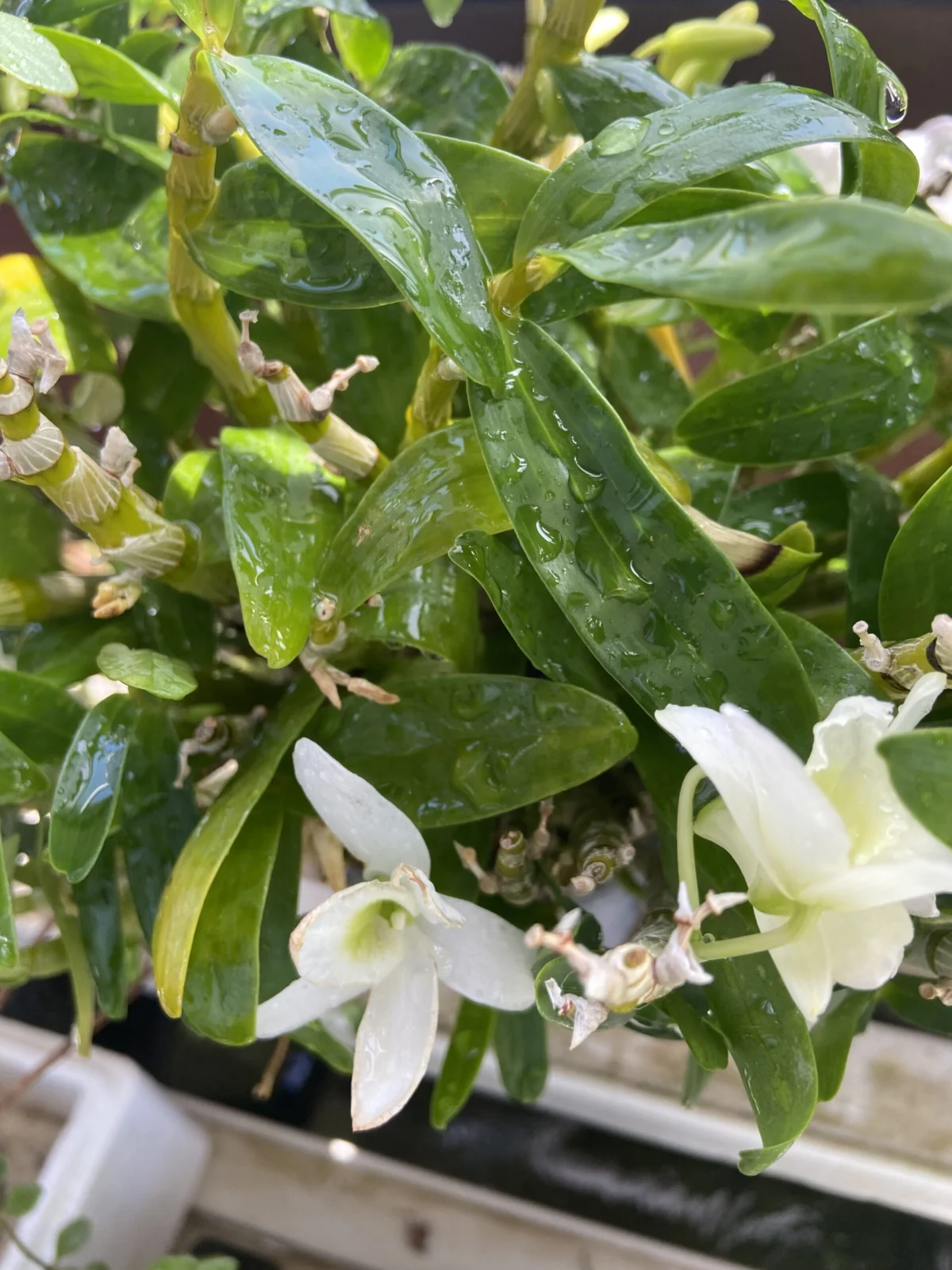 デンドロビューム