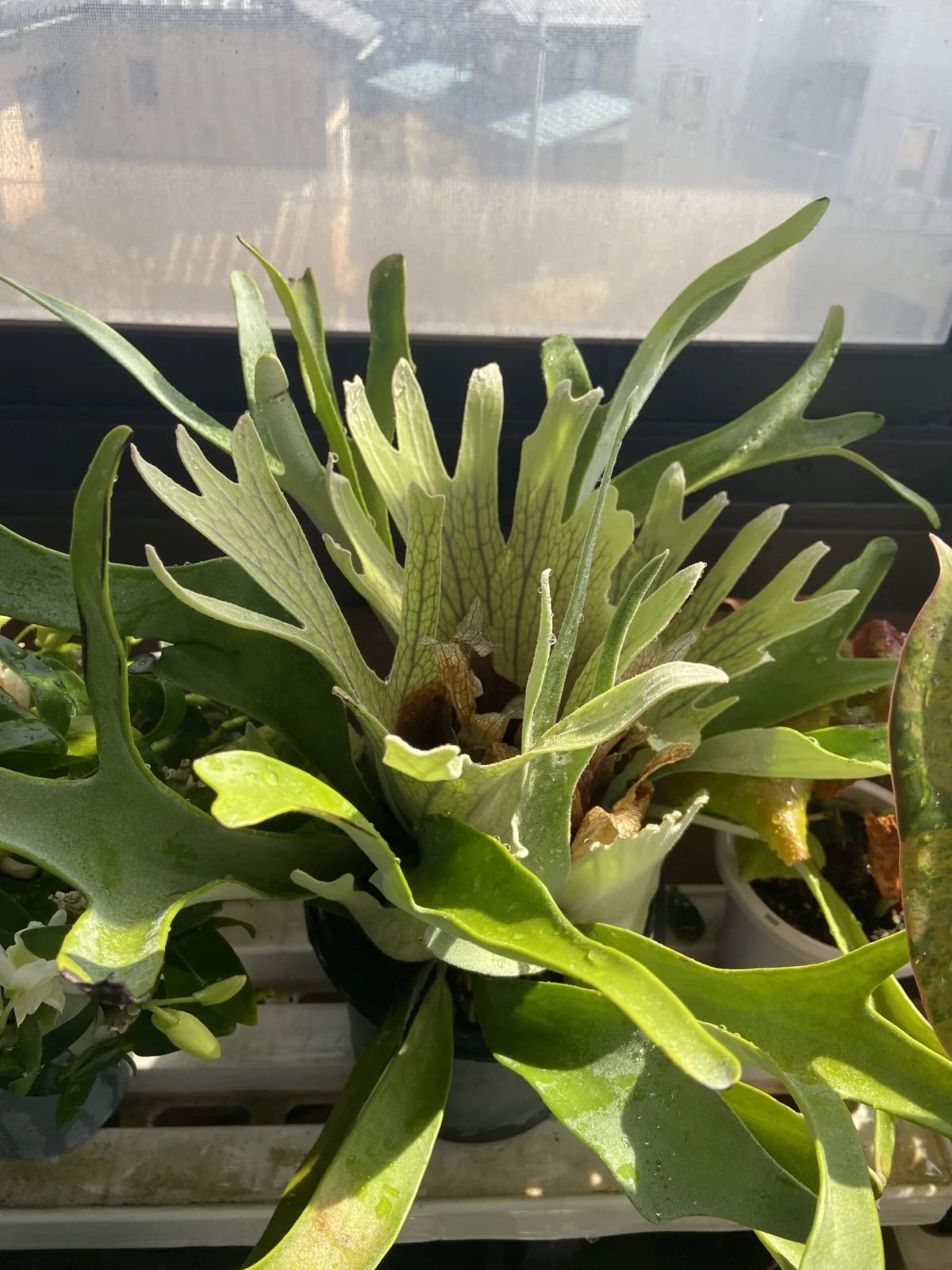 ビカクシダ　ベイチー