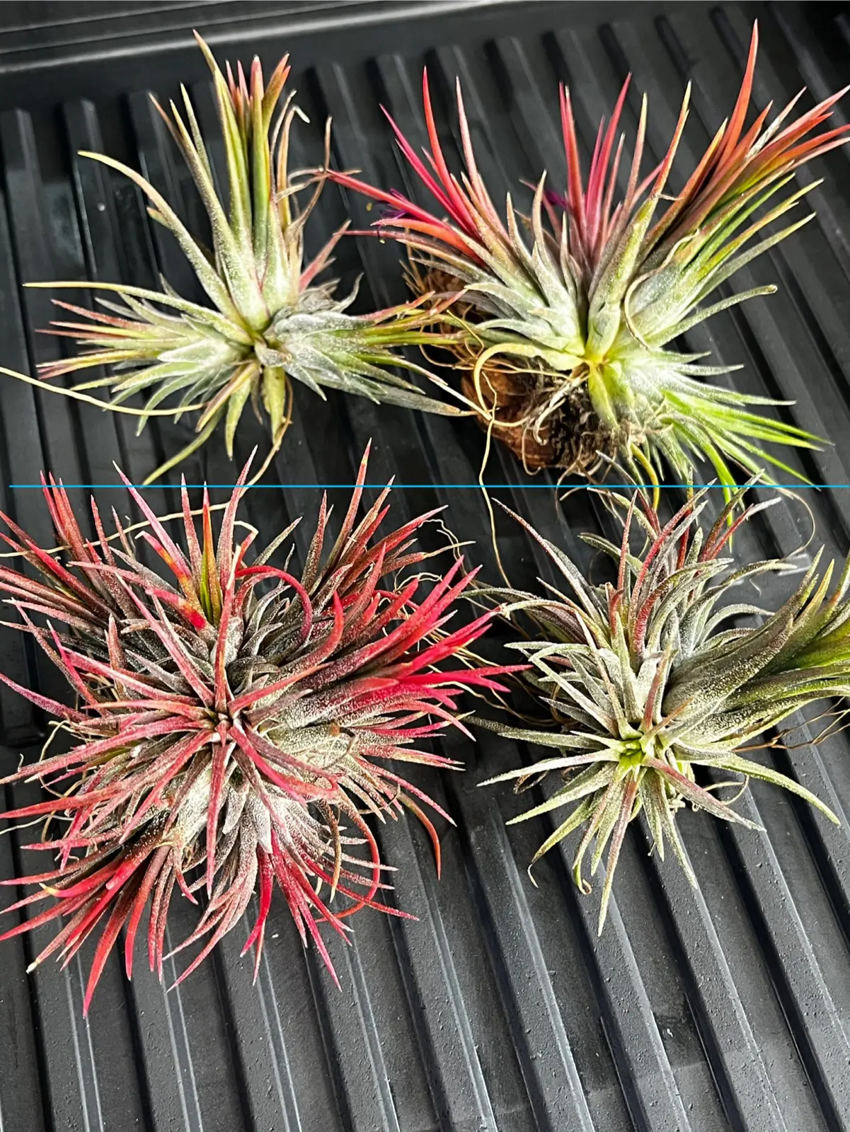 イオナンタ　フエゴ　光の差