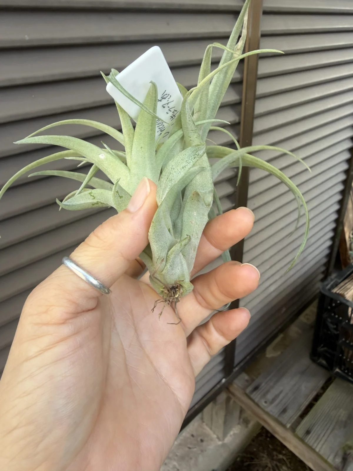 ウトリキュラータ　赤