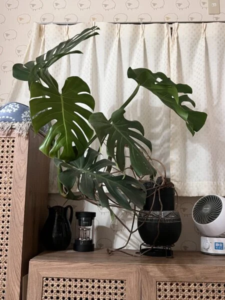 モンステラ
