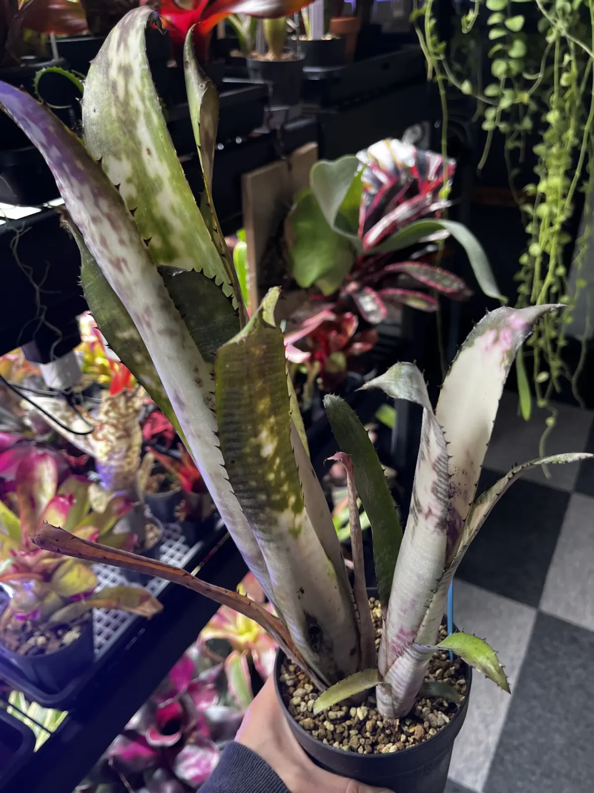 ビルベルギア　パイプライン　子株