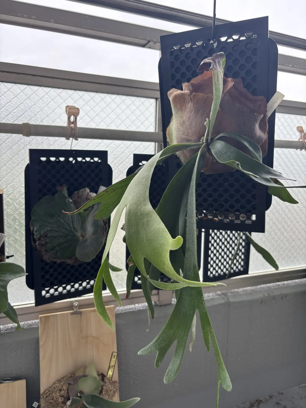 ビカクシダ　ネザーランド