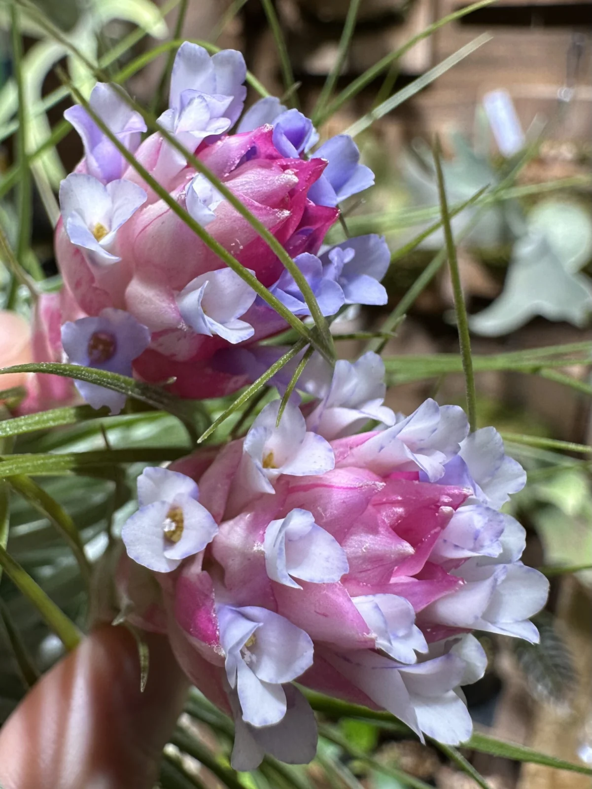 ティランジア ストリクタ マナ