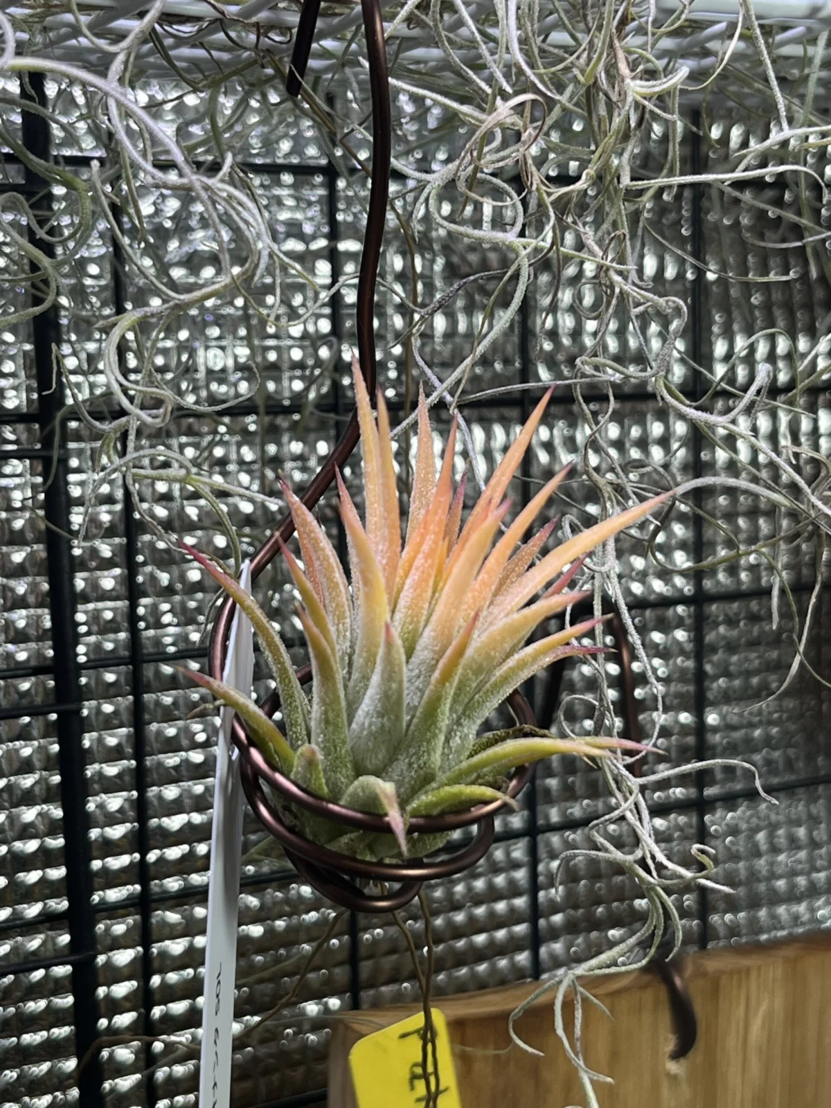 ティランジア　イオナンタ　ソル