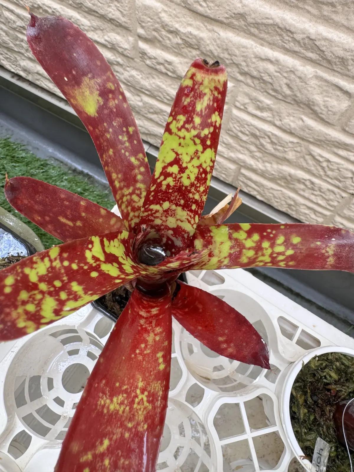 ネオレゲリア　フルサークル