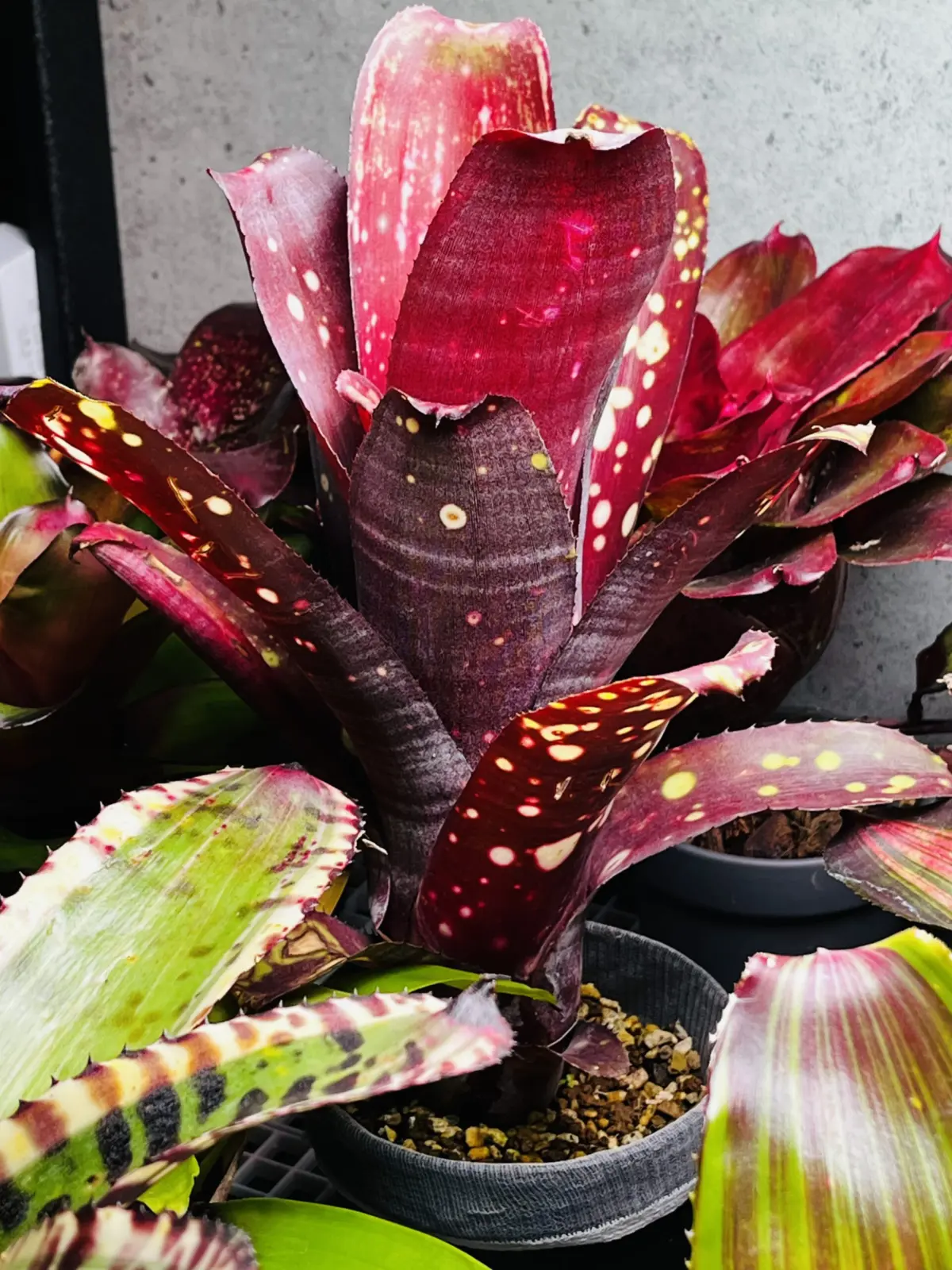 ビルベルギア　コーラン　ダイナスティ