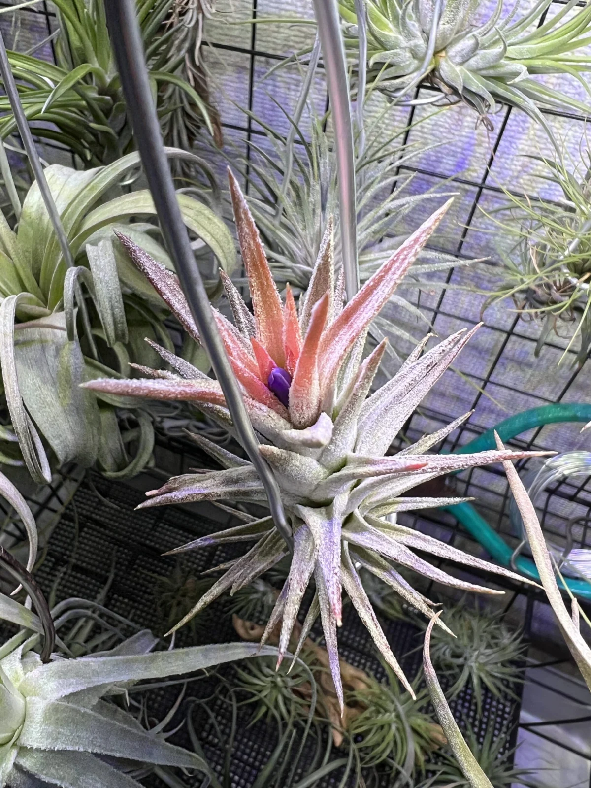 ティランジア　バンハイニンギー