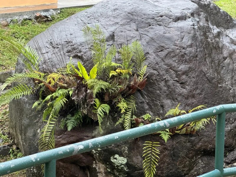 ドリナリア リギデュラ ボルネオ 自生地
