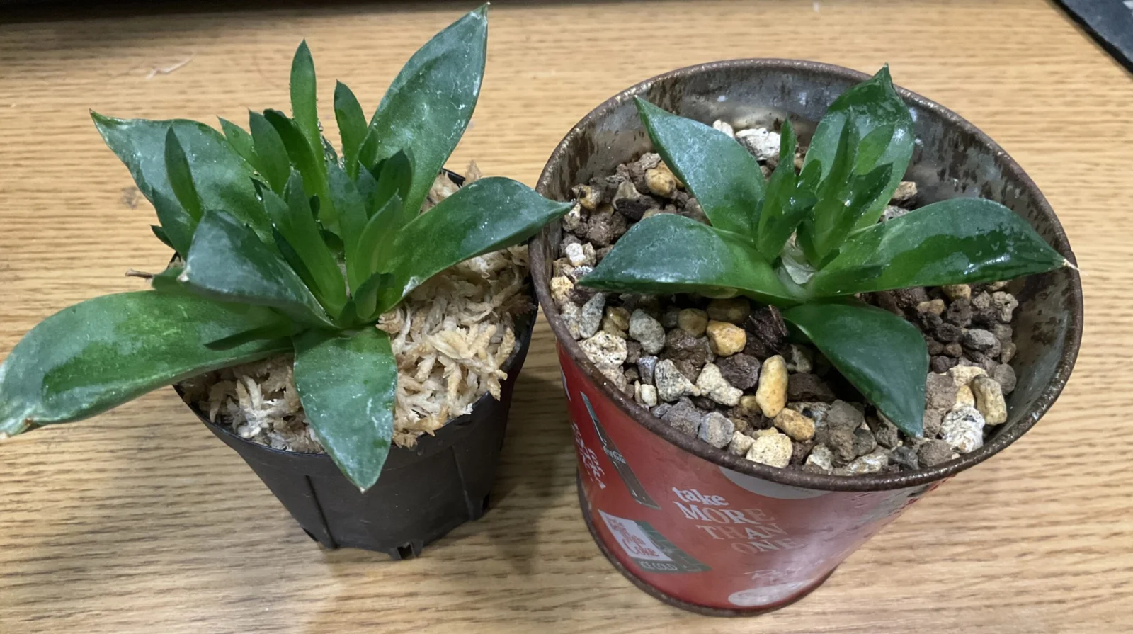 ハオルチア 胴切り 新葉