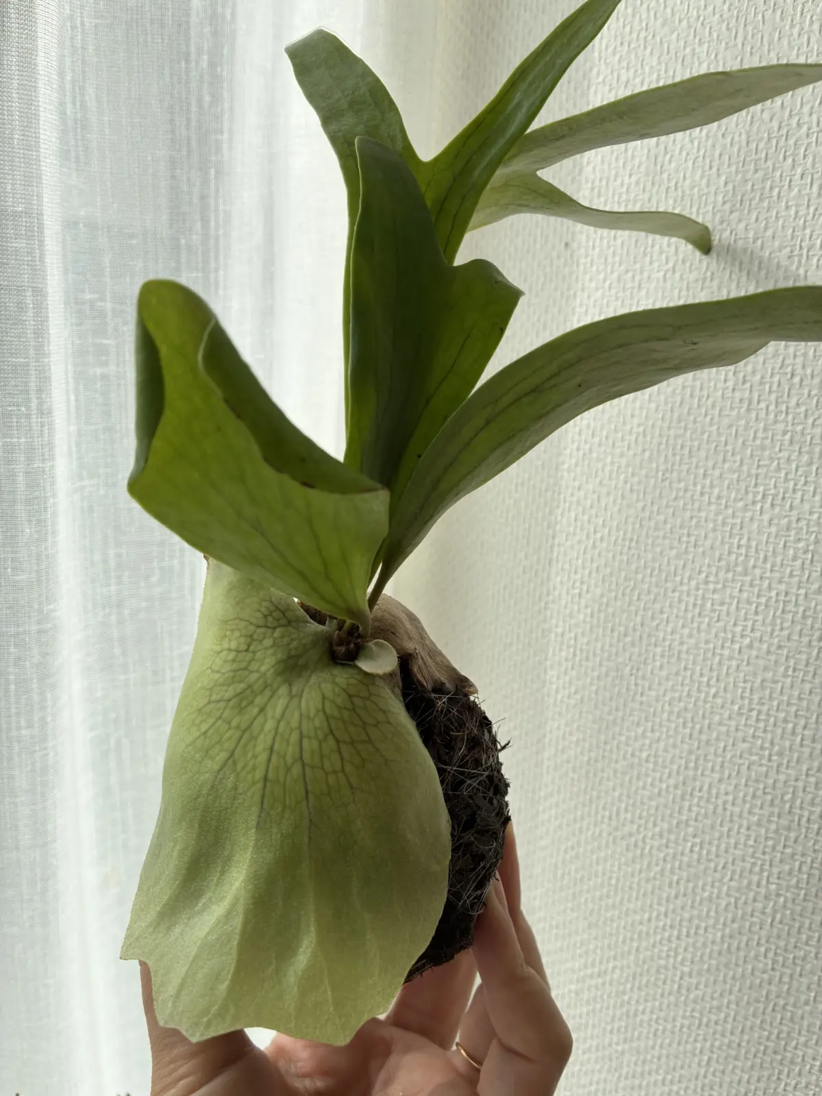 ビカクシダ　コモチ　苔玉