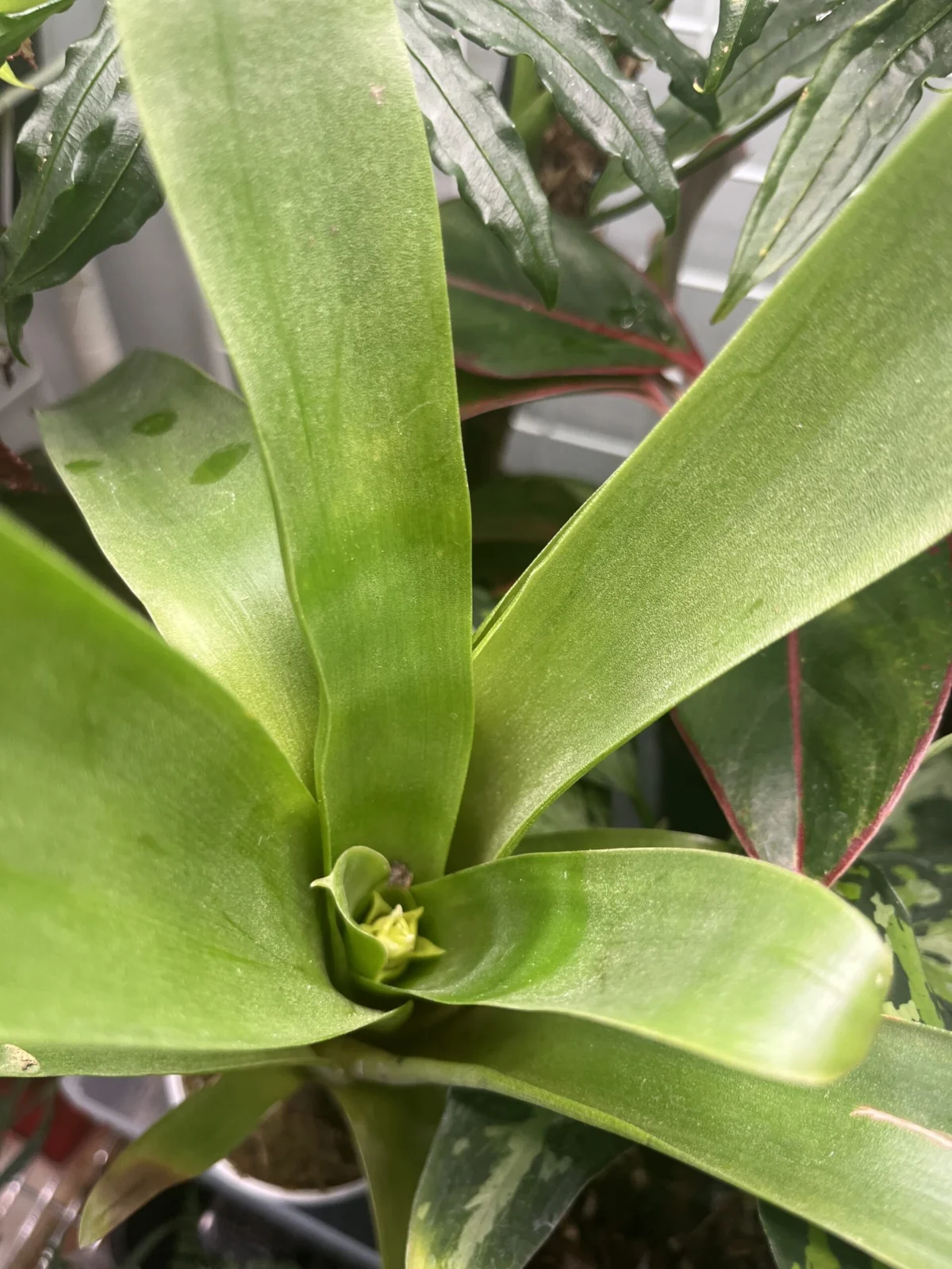 ラシナエア ダイエリアナ