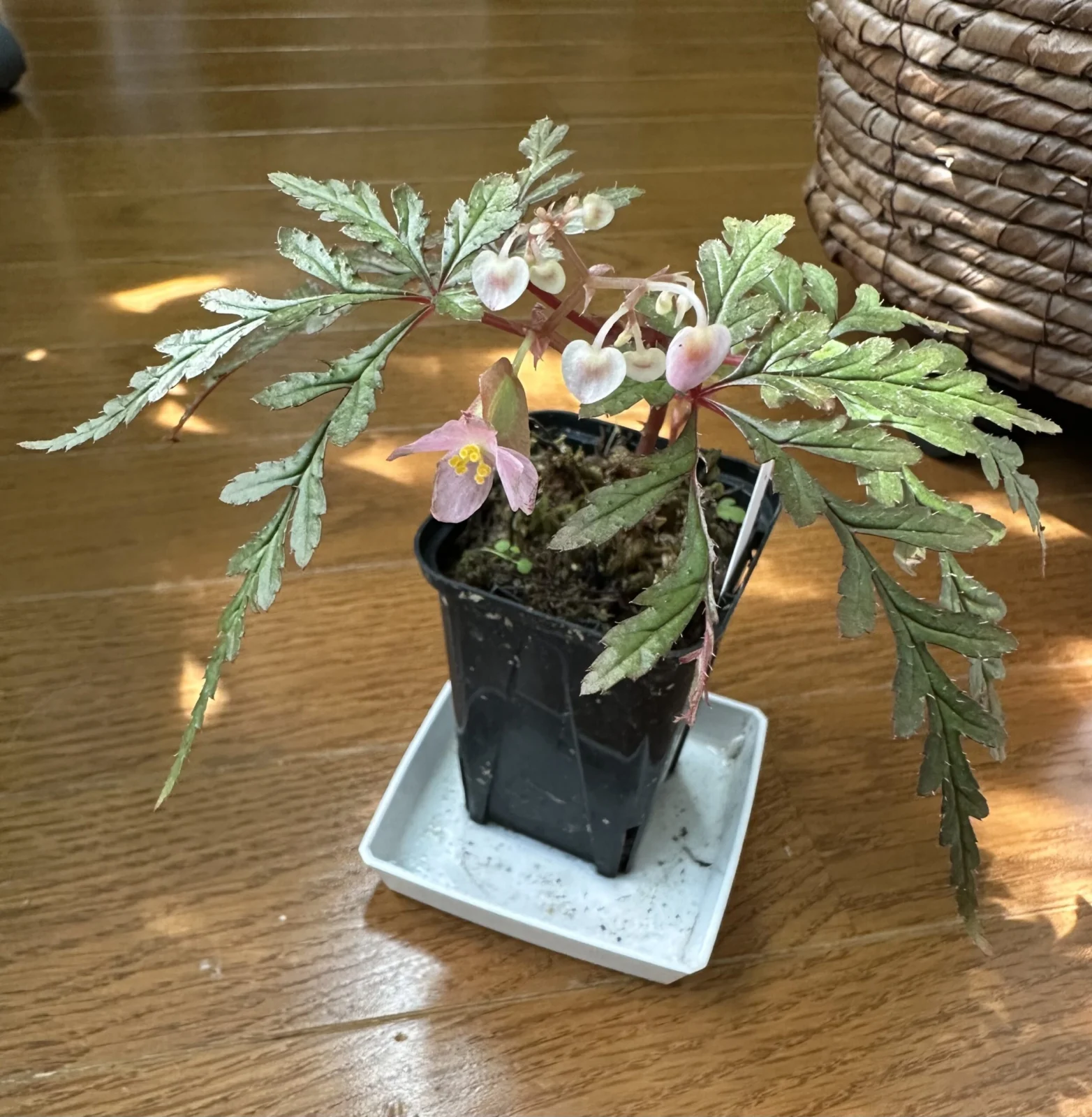 ベゴニア　ポリロエンシス