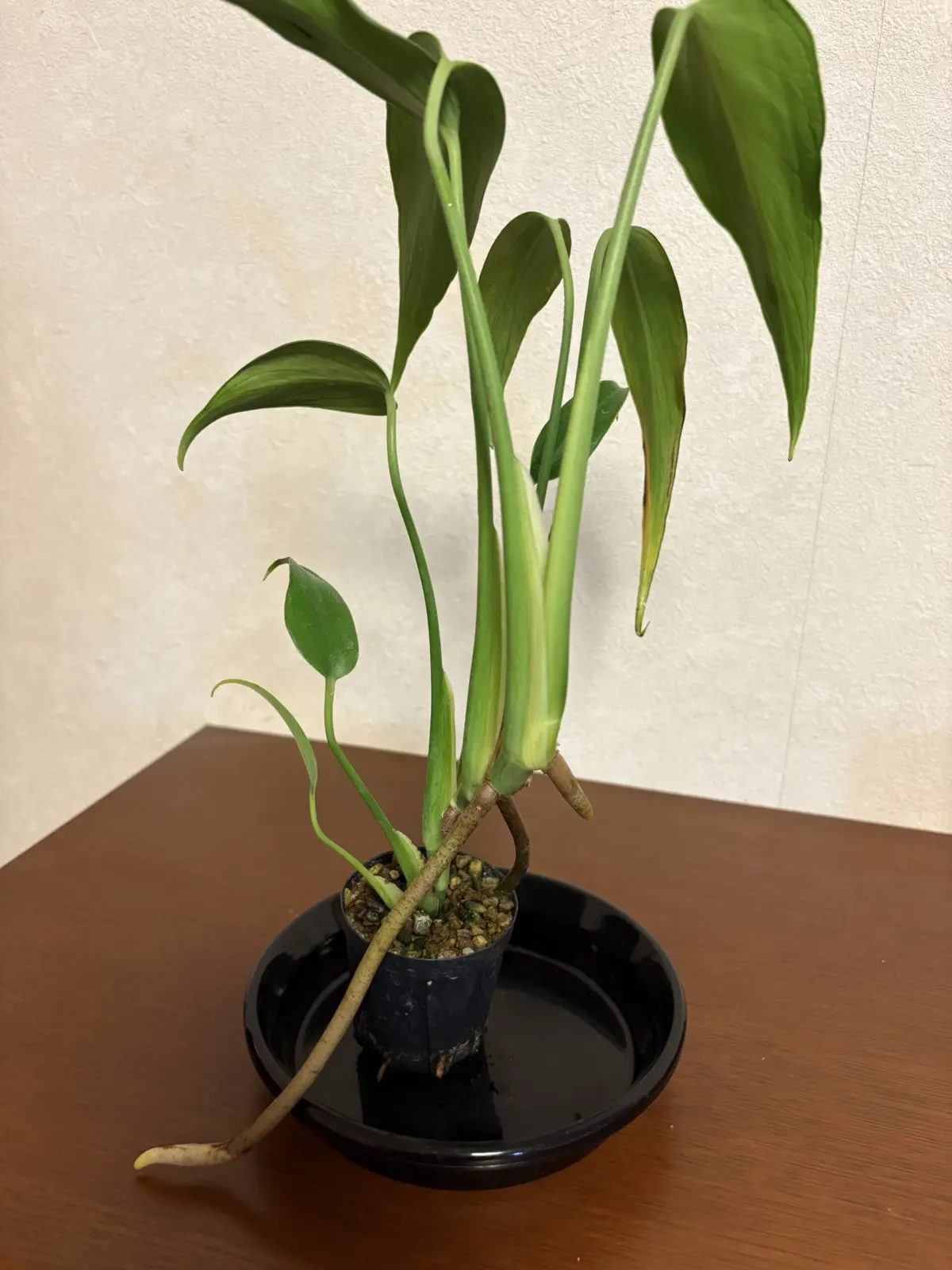 【N0705】モンステラプラチナム☆メリクロン株 N0705】モンステラプラチナム☆メリクロン株 N0705】モンステラ