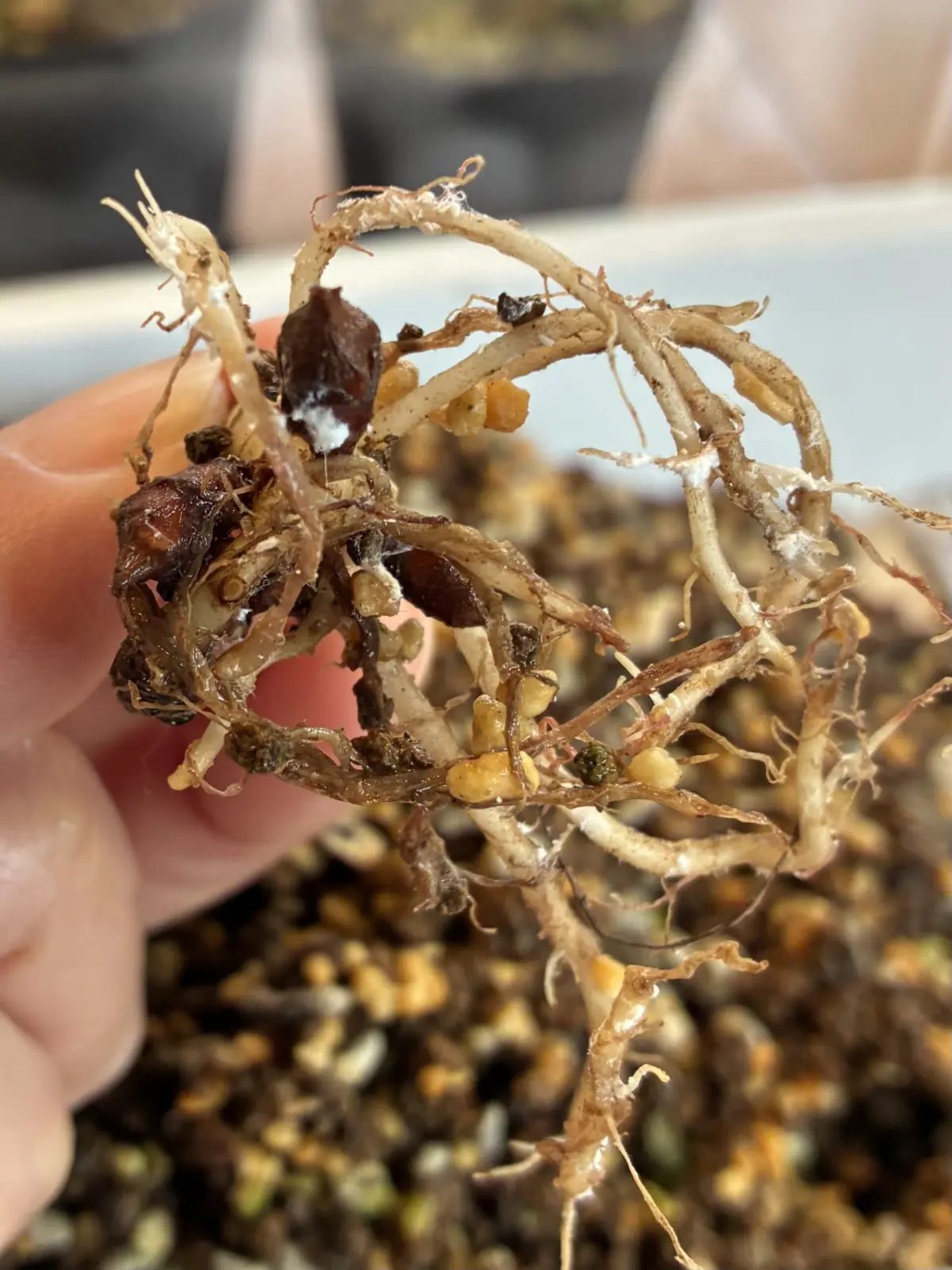 アロカシア　ジャックリン　芋　ネカイガラムシ