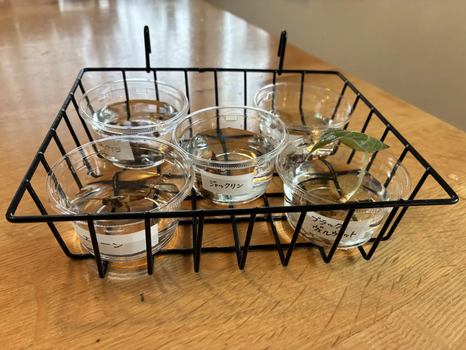 アロカシア　芋　杉山式　水ドボン