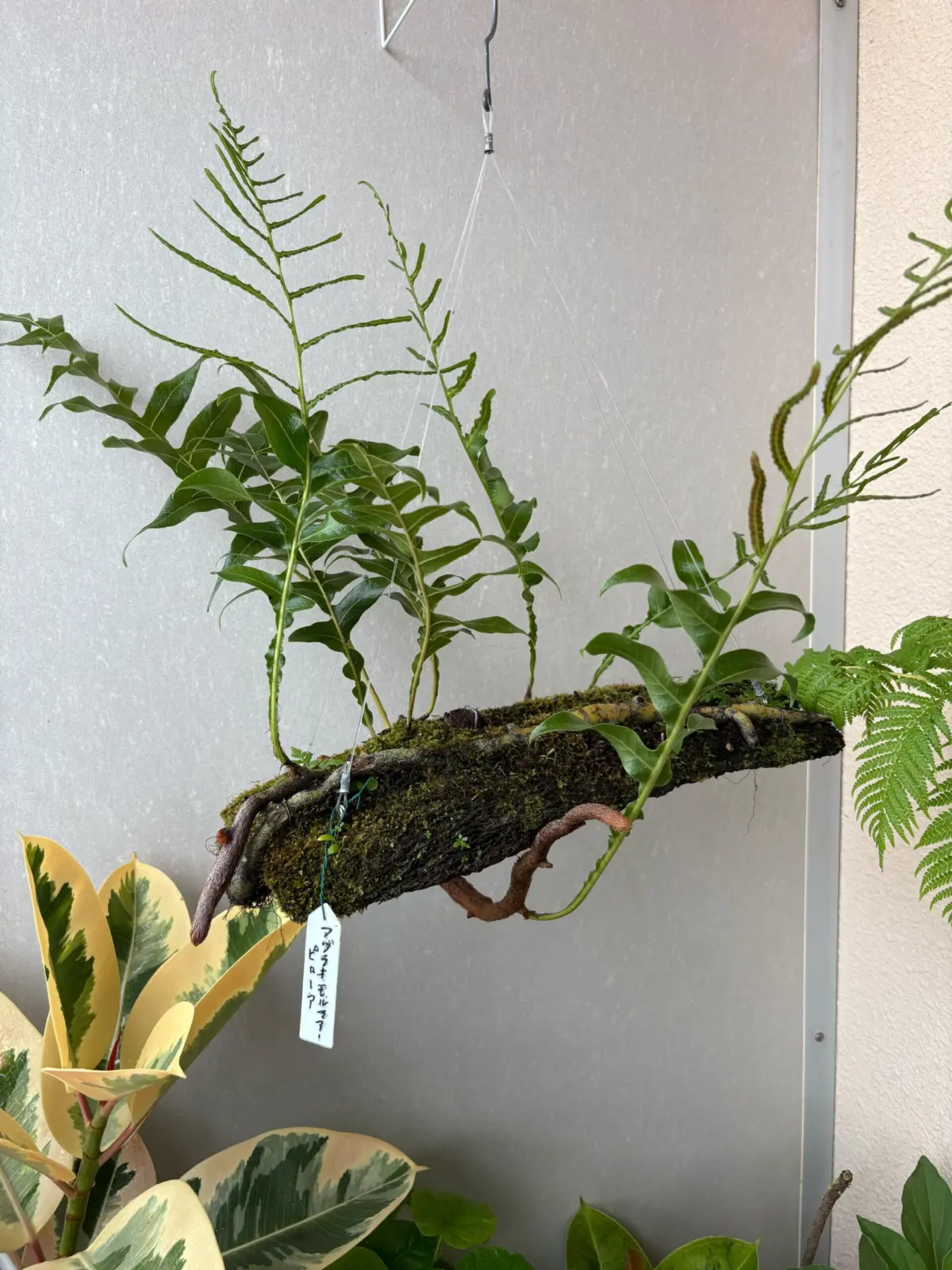 アグラオモルファ　ピロサ