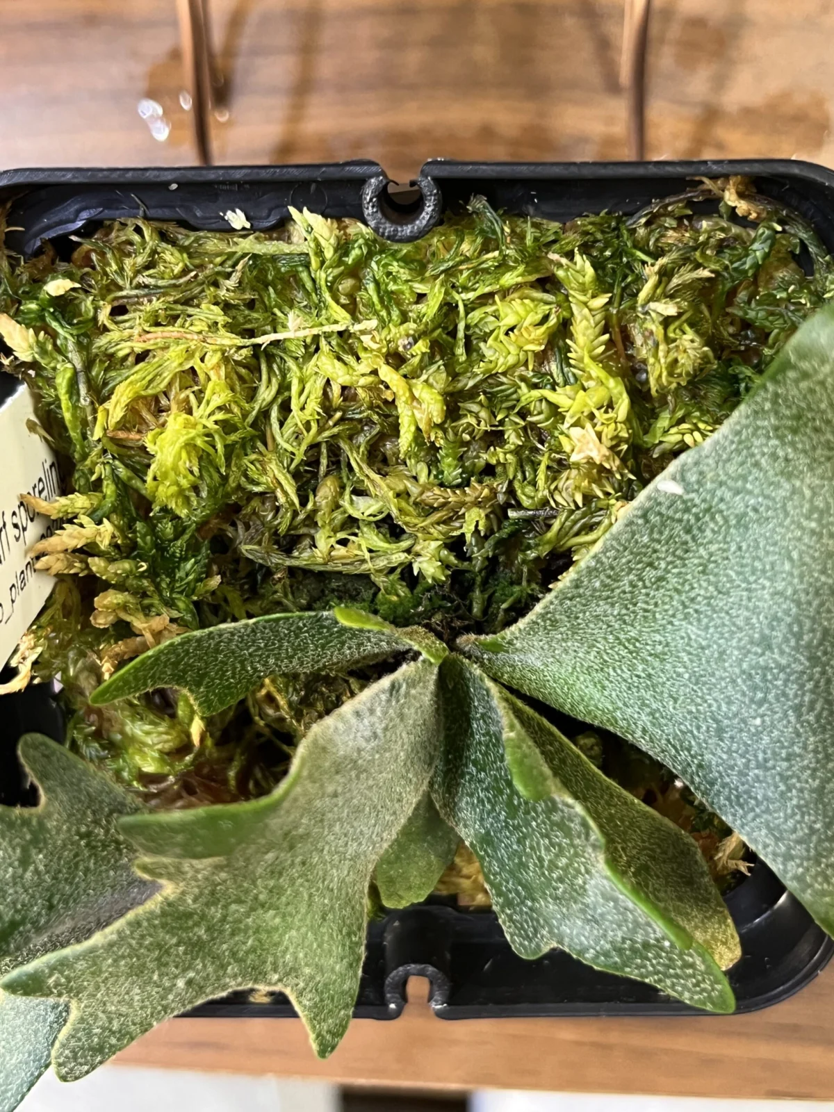 ビカクシダ ウィリンキー イエロームーンドワーフ　スポア