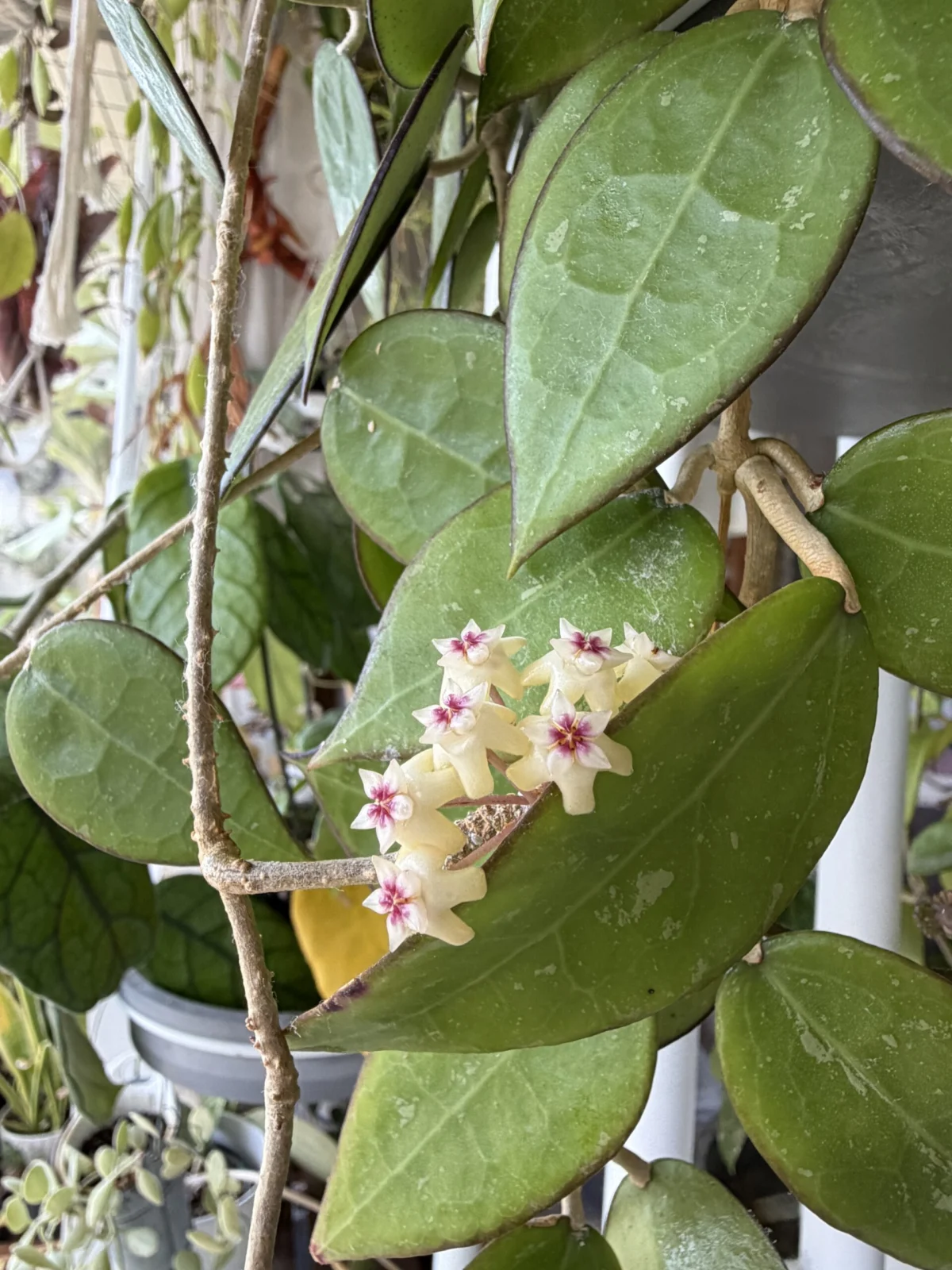 ホヤ ブラックエッジ 花 害虫 カイガラムシ