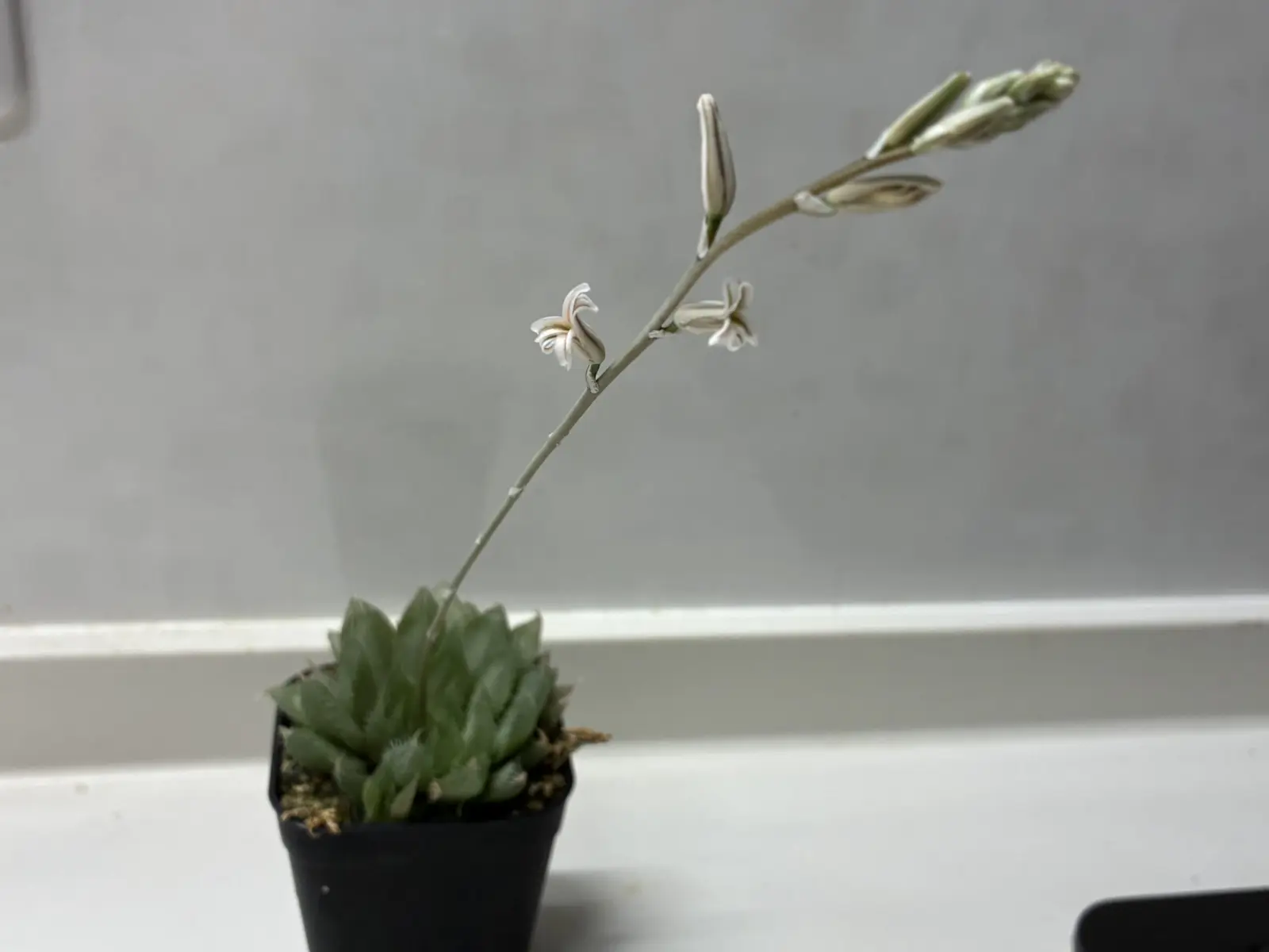 ハオルチア　青雲の舞　花
