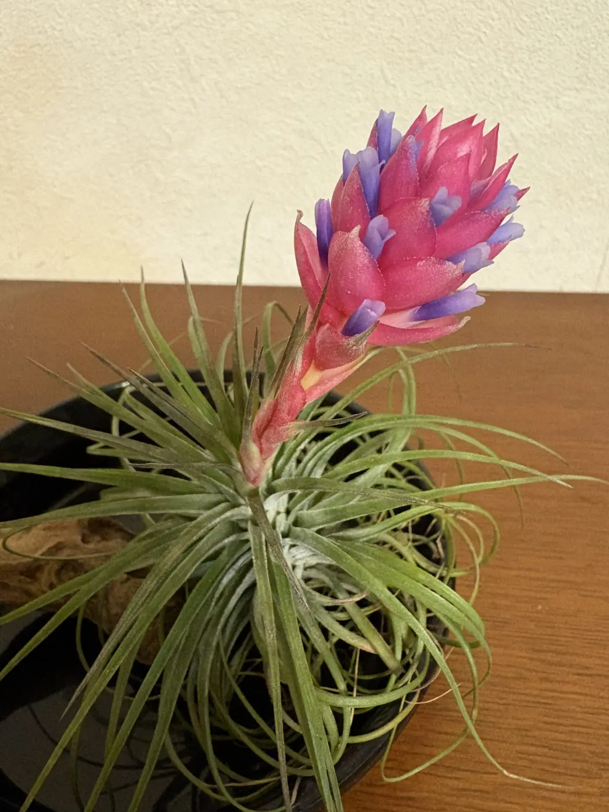 ティランジア　ストリクタ　花