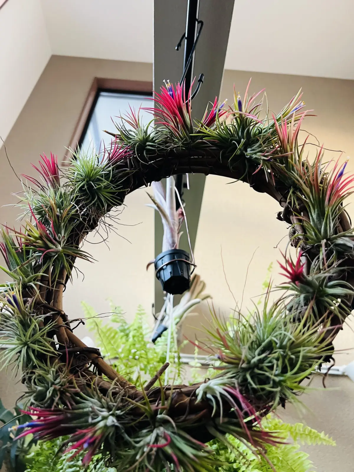 イオナンタ　フエゴ