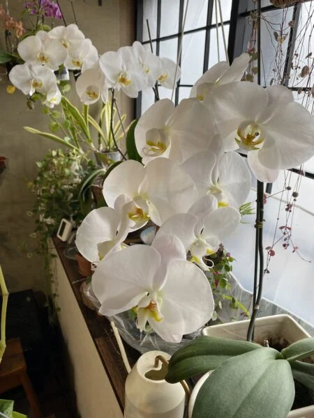 胡蝶蘭 大輪 花