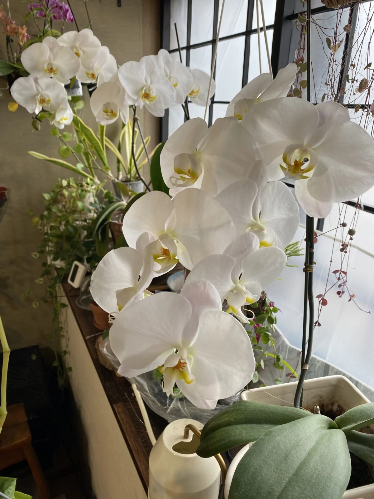 胡蝶蘭 大輪 花