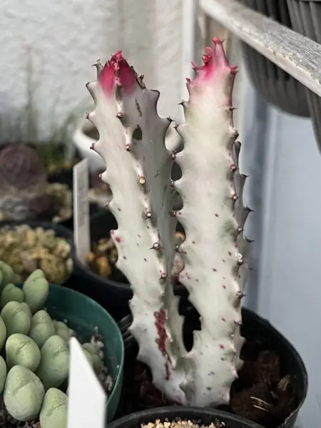 多肉植物　ユーフォルビア　ラクテア　ホワイトゴースト