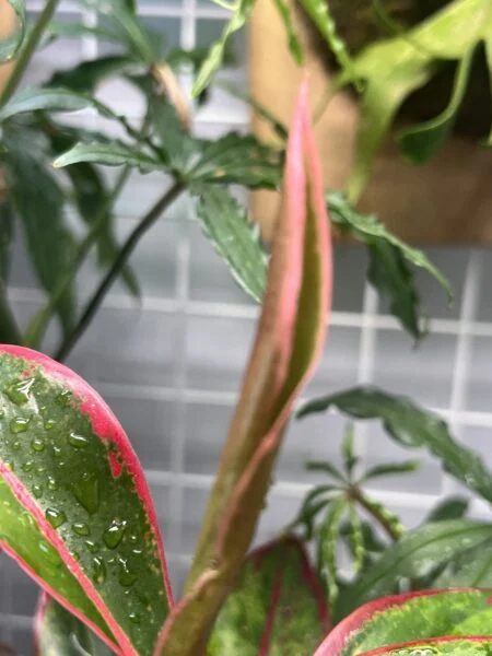 アグラオネマ