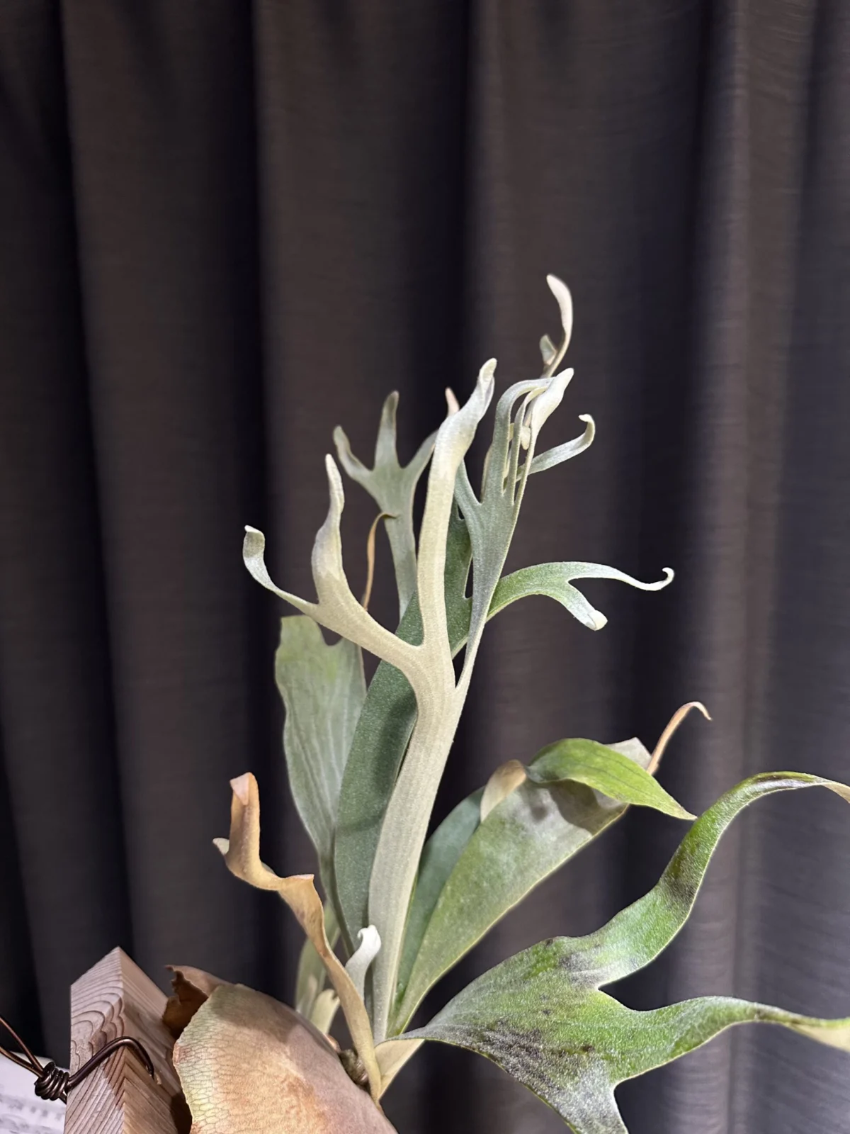 ビカクシダ　mw9