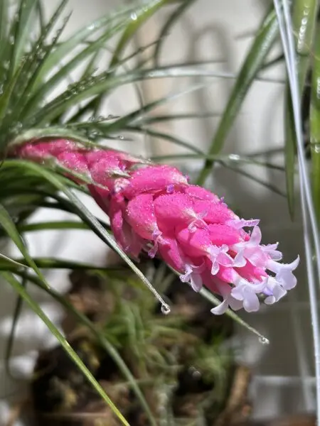 ティランジア　コットンキャンディ　花