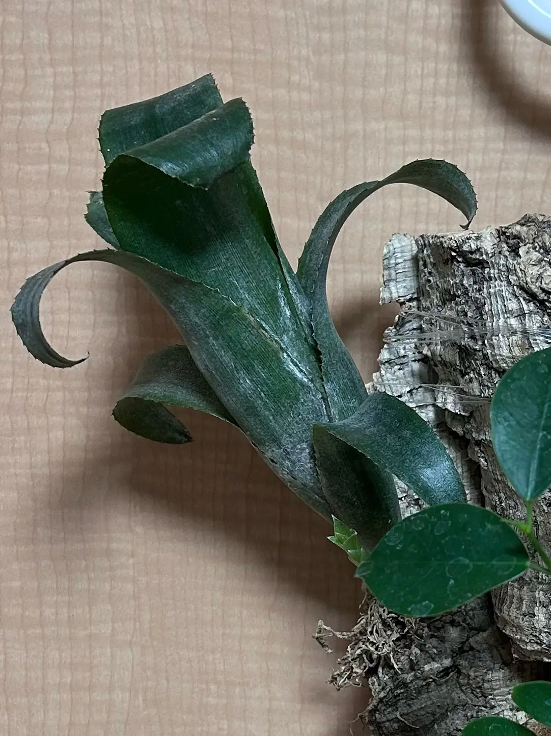 ビルベルギア ピンクシャンパン