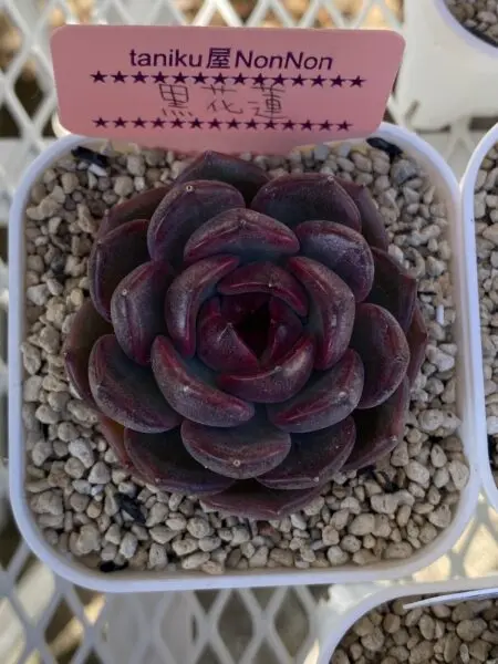 多肉植物 エケベリア 黒花蓮