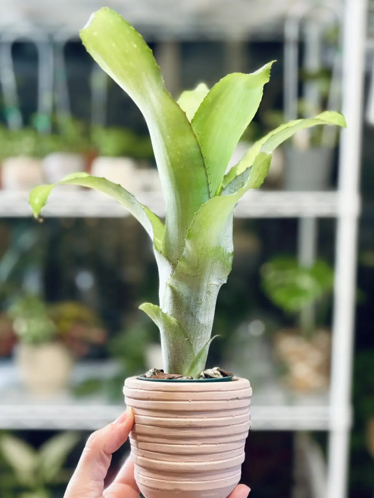 ビルベルギア　サンデリアーナと何かの交配