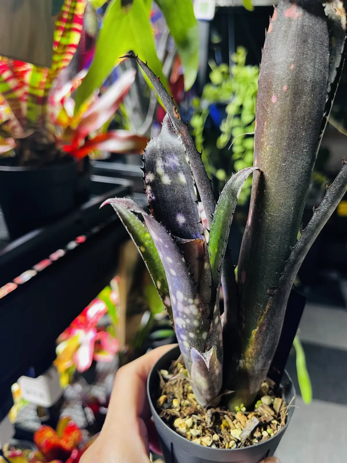 ビルベルギア　ティンカーベル