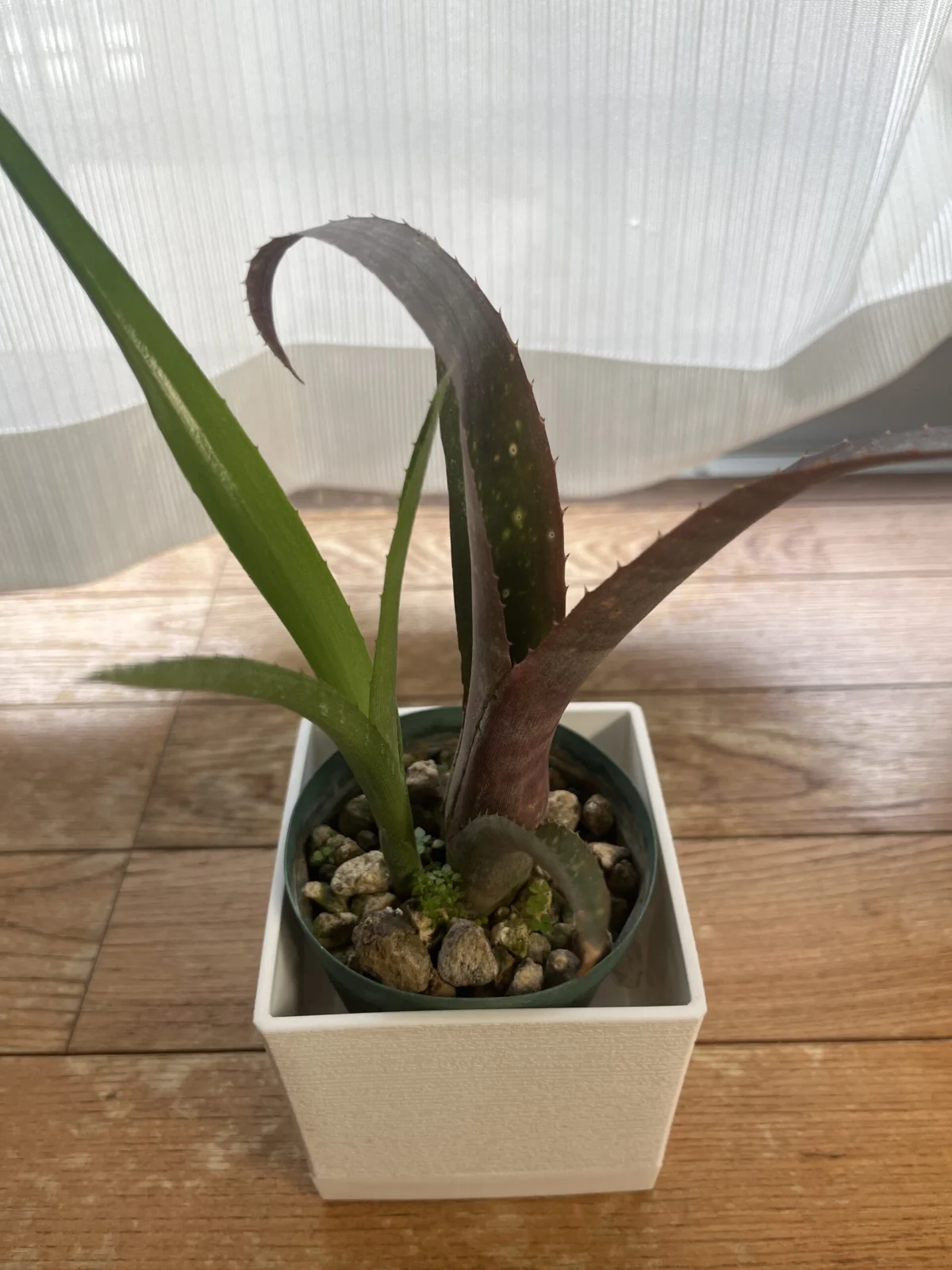 ビルベルギア　ヤイエー