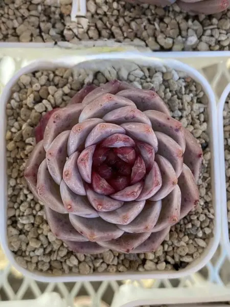 多肉植物 エケベリア レッドベルベット