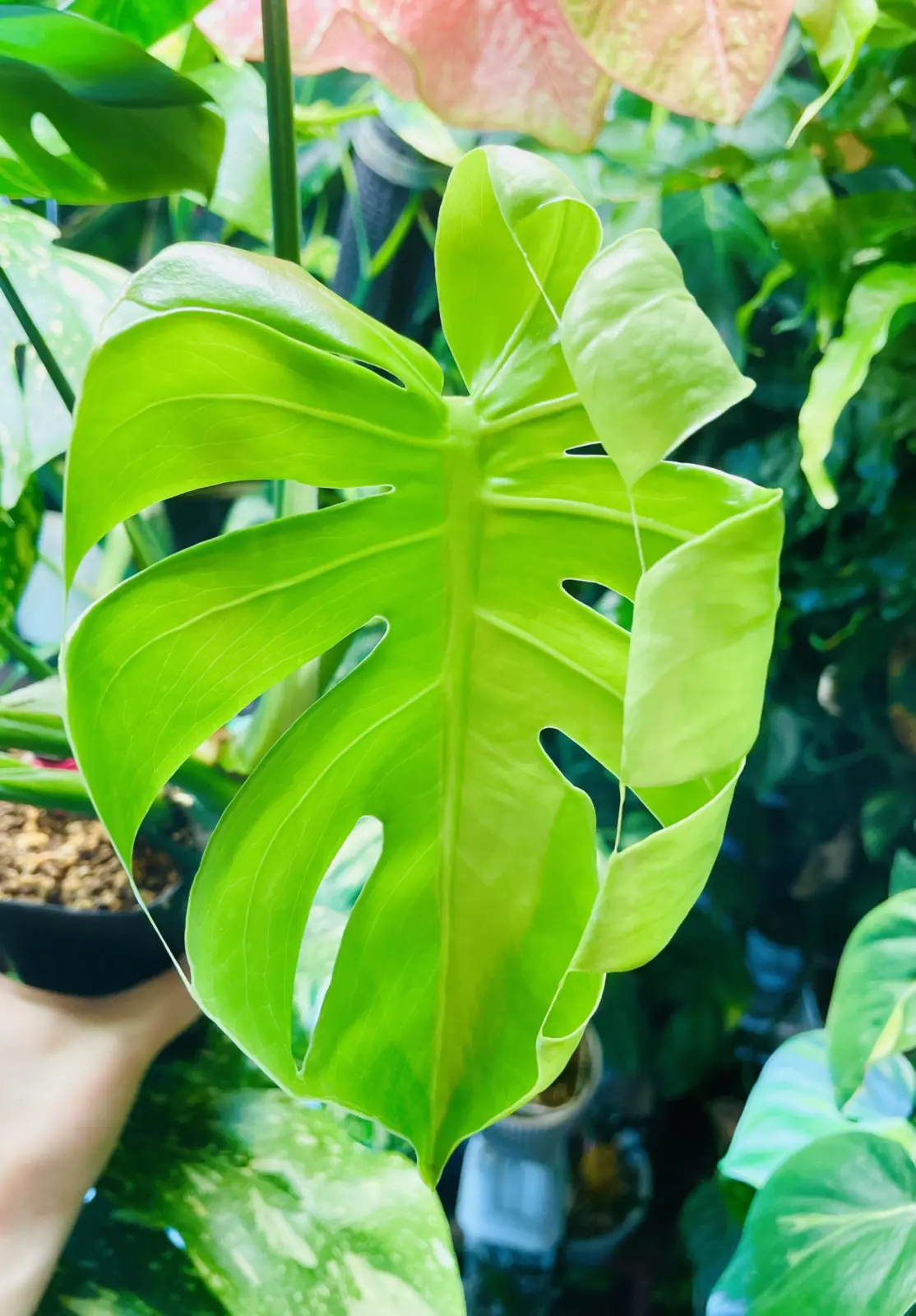 モンステラ 福助