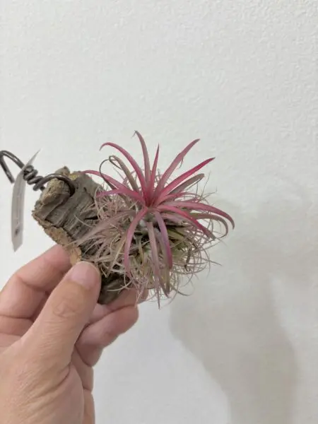 ティランジア　イオナンタ　アイシージェイド