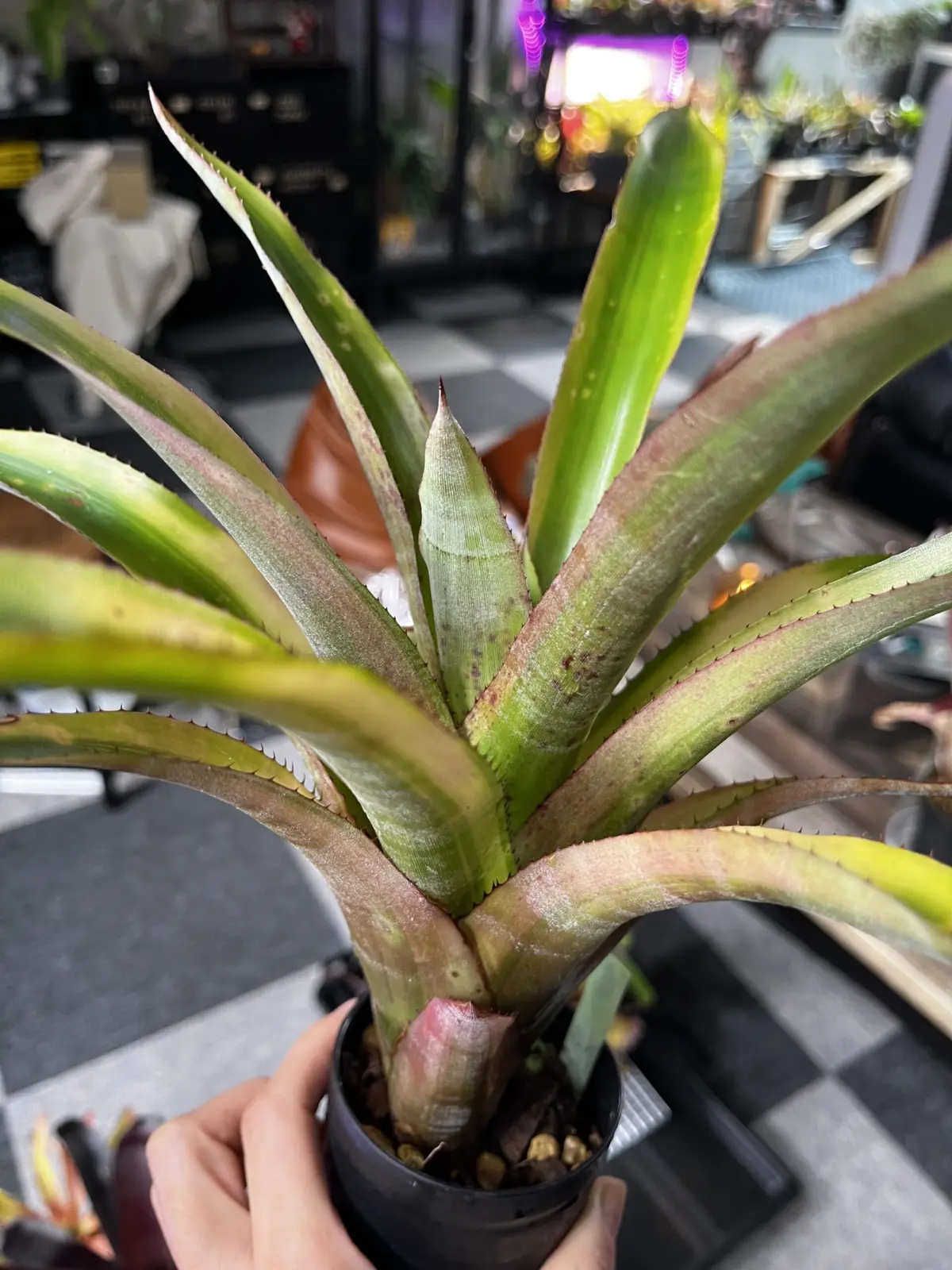 ケスネリア テストゥド ‘アルボマージナータ’