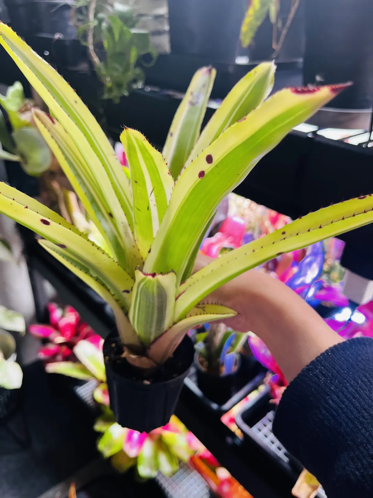 エクメア・ディスティカンサ×カウダータ