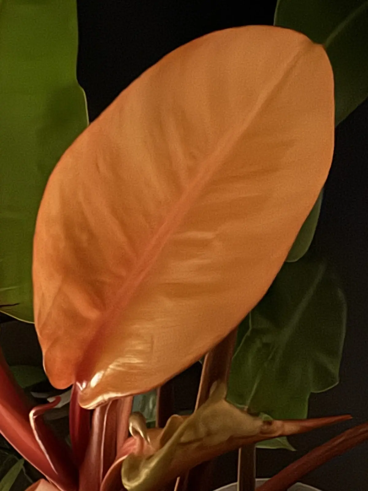 フィロデンドロン　プリンスオブオレンジ